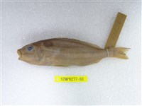 藏品(條紋鯻)的圖片